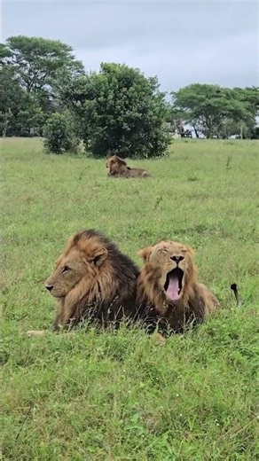 Avistamiento de los Kambula Boys 🦁🦁🦁 K4, K5, K6📍Sabi Sands 🇿🇦 📷 doconsafari