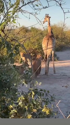 627K views · 6.6K reactions | Explore the best of Tanzania in 2026...