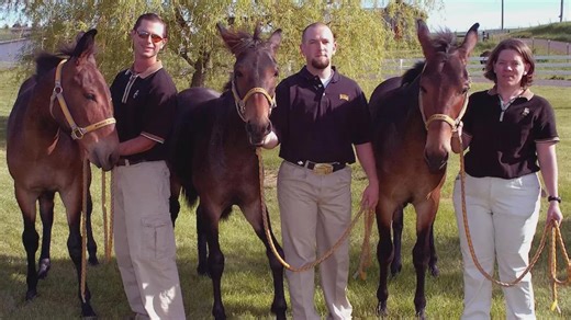 Idaho scientists’ 2003 breakthrough produced world’s first cloned equine