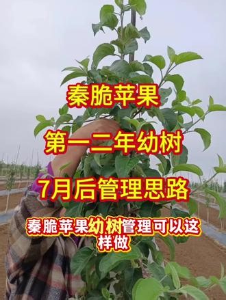秦脆苹果幼树7月后的管理小技巧 #真实生活分享计划 #苹果树管理 #三农 #秦脆苹果 #脆八仙