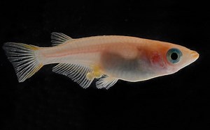 Medaka Fish Care: Tank Requirement, Lifespan, Breeding, Tank Mates