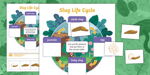 The Life Cycle of a Slug Cut and Stick Worksheet