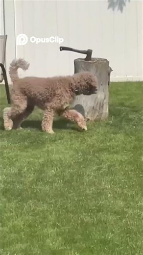 forest Bike Thrills & mud puddle splash!