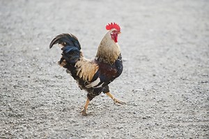 Coq : ce que vous devez savoir