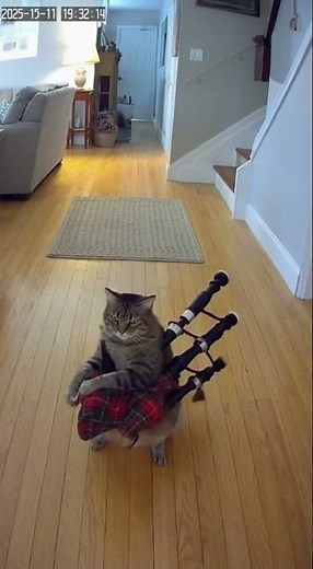 Cat Plays Bagpipes Caught On Camera!