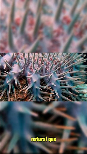 A ESTRELA DO MAR COROA DE ESPINHOS É FASCINANTE! #shorts #natureza #oceano #mar #curiosidades