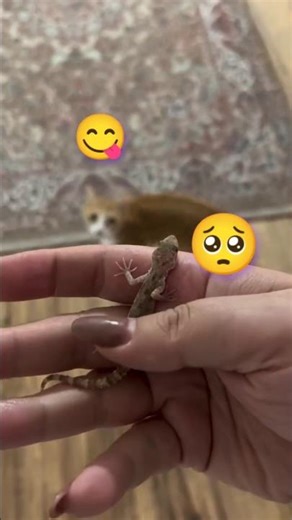 funny_video_animals🦎🐈🦜