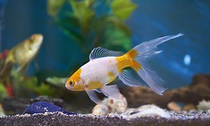 Das Goldfisch-Aquarium: Tipps für eine artgerechte Haltung