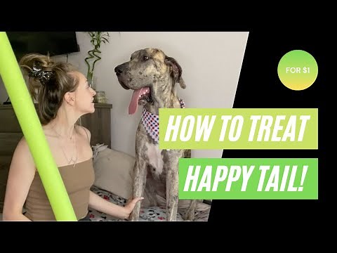 How To Treat Happy Tail in Great Danes | Great Dane 101