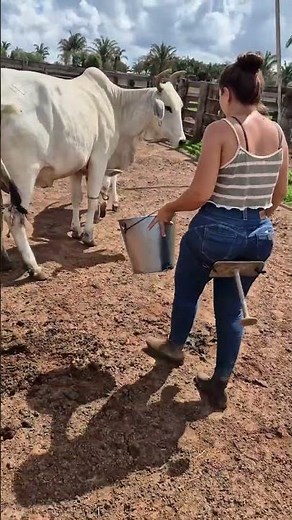 Farm Girl Milking a Cow | Real Dairy Farm Life | Cow Milking Process on Farm #villagelife #farming