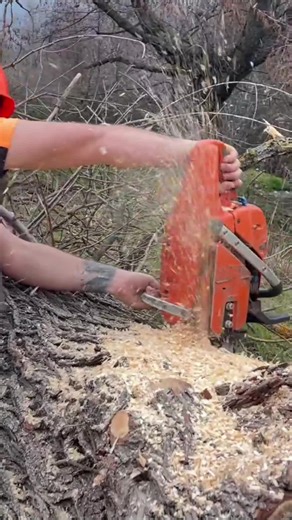 #chainsaw #husqvarna #logging #forestry #forest | Chainsaw