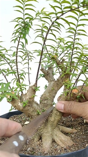 22K views · 238 reactions | Program Bonsai Anting Putri Micro Small. #antingputri #waterjasmine #bonsaiprogramm #bonsaiprocess #bonsaitutorial #fyp #reelsviral #themax #themax30cm #fblifestyle | Henzo Bonsai | Facebook