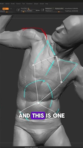 The body has patterns that we can use to help guide our sculpting... #zbrush #anatomy