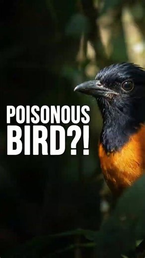 This bird carries the same toxin as poison dart frogs ☠️🐸 #birds #wildlife #didyouknow #facts