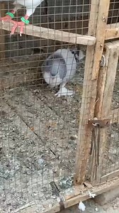 #kabootar #birds #pigeon | Pigeons