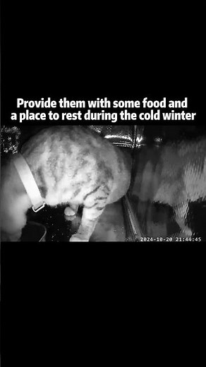 A heated cat house = a life saved. 🐱❄️❤️#clawsable