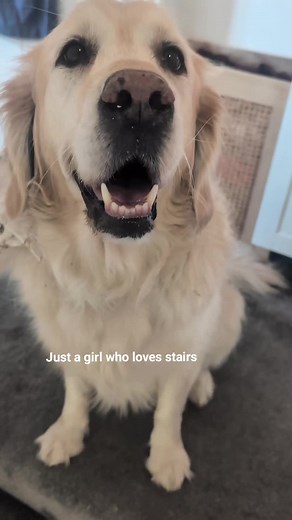 Golden Retriever Loves Stairs: A Dog's Stair Adventure