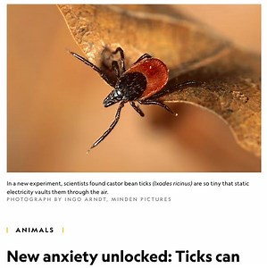 Flying Ticks: Two Words Nobody Wants To Hear