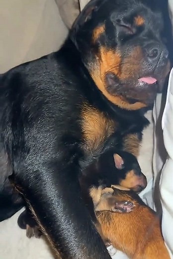 Funny Dog Moments: Momma Dog Needs a Nap