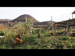 ECO-FRIENDLY CHICKEN COOP UPDATE | We've installed electric fencing for grazing CHICKENS