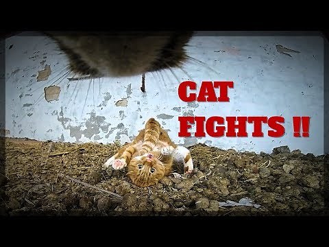 Real Cat FIGHTS with GoPro on cat