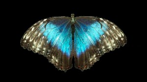 Realistic blue butterfly flying across screen on black background.