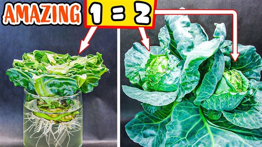 Cabbage plant growing from scrap to harvest time lapse (106 days)