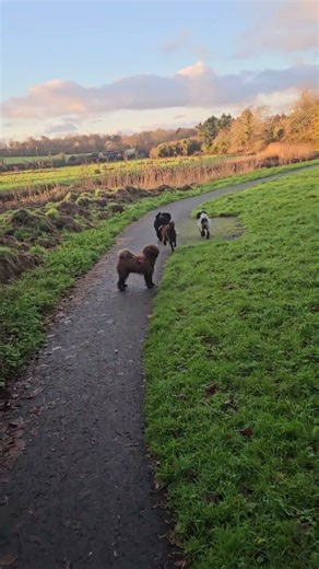 don't worry, be Curly ...🎵☄️🌀🫧