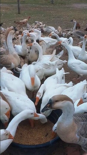 Relaxing Moment: Geese Eating Rice Grains #goose #goslings