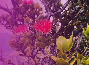 Library - Kaua‘i Climate Adaptation Plan