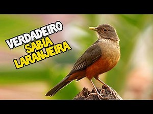 ESSE é o VERDADEIRO SABIÁ LARANJEIRA, Ave Símbolo do Brasil !