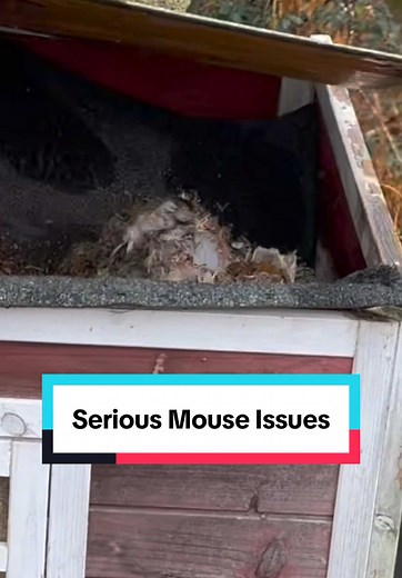 Effective Mouse Traps: Solving Our Mouse Problem