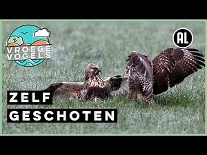 Buizerd versus ruigpootbuizerd | Zelf Geschoten | Vroege Vogels
