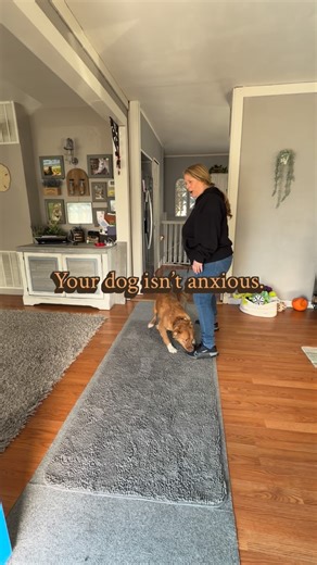 Anxious dogs aren’t created in a vacuum — they’re shaped by the environment we put them in. One of the biggest mistakes humans make with anxious dogs is over-managing emotions instead of providing structure. What this looks like: • Constant talking • Reassuring in a high-pitched voice • Touching when the dog is already escalated • Trying to “fix the feeling” What actually helps anxious dogs feel safer: 👉 Clear expectations calm follow-through Try this instead (actionable tip): The next time you