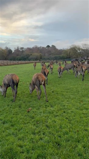 A gentle morning stroll ✨💖✨ | Zen Rizing