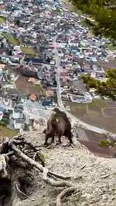 Ibex fight #ibex #travel #nature #gb #adventure #Pakistan #Hunter | Gilgit Baltistan Adventure Treks and Tours Pakistan