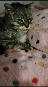 Aggiornamento #Luna 21:30 Ora però Badante ….. dritta a casa sotto le coperte | Colonia Felina Brindisi ODV