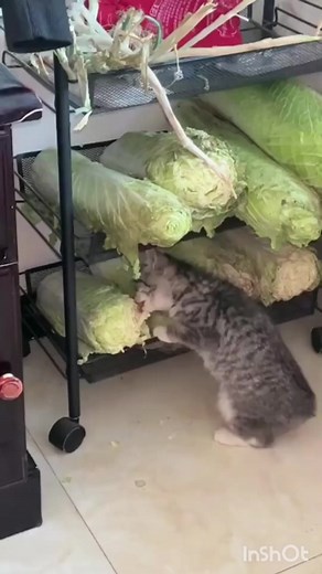 47K views · 1.3K reactions | vegetarian | Animals Story | Facebook