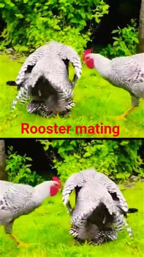 Rooster mating time #thebirdsonggroup #birds #canary #birdsong #canarybirds