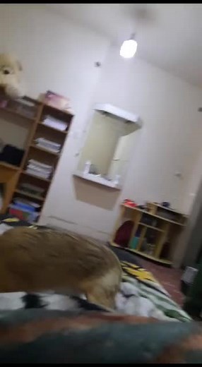 Todo sobre liebres: cuidados y curiosidades