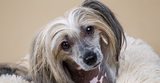 Top 10 Ugliest Dog Breeds