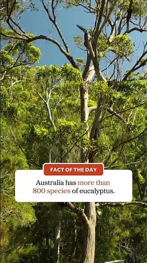 Australia has more than 800 species of eucalyptus.