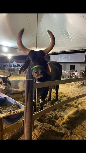 Vanessa Pereira no TikTok