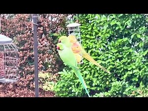 PARAKEETS #youtube #nature #wildlife