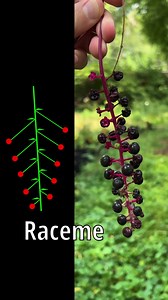 1.5M views · 63K reactions | Don’t mistake elderberry for this plant! Yes, I also make and eat Poke Sallet in the Springtime. Also, I do not recommend consuming elderberries raw! | Feral Foraging | Facebook