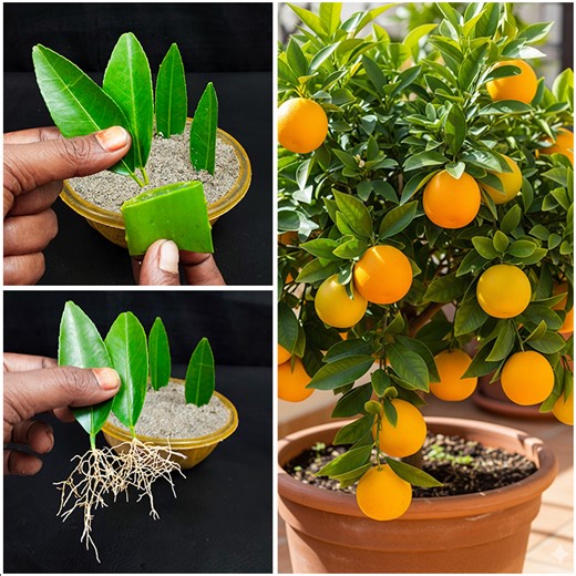 5.1K views · 55 reactions | Learn how to growing orange plant at home | Leaf turn into plan method #CommunityEvent #worklife #architecture #seafood #HomeTour #neigborhoodgathering #spirituality #localvendors #relaxation #communitymarket | DIY IndoorGarden | Facebook