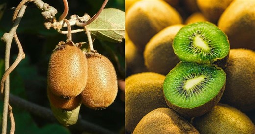 O jeito mais simples de plantar kiwi no quintal de casa