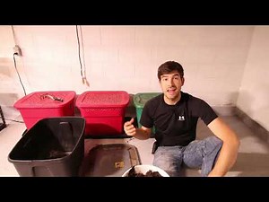 We Built a Worm Bin for $5 and it Was EASY!