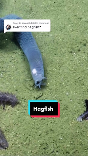Hagfish Discovery: Secrets of the Mysterious Ocean Creature Revealed