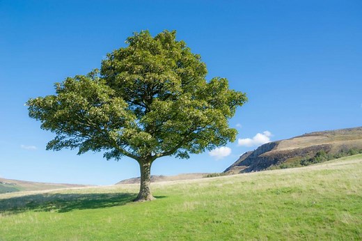 The impact of tree planting on the environment